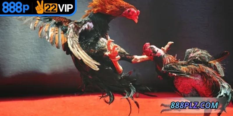 Sảnh trực tiếp trận đấu sắc nét, cược chiến kê thưởng cao