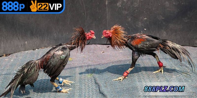 Thêm cựa sắt để trận chiến quyết liệt, ra đòn hấp dẫn