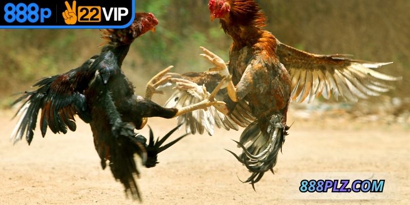 Đá gà xây dựng hình ảnh, tốc độ thi đấu nhanh
